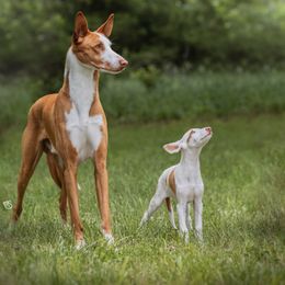 Ibizan Hound Puppies from Nevaeh Ibizan Hounds