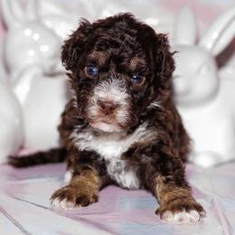 Buckwheat - Brown male Bernedoodle puppy in Gilbert, Arizona from Safe Havynn Doodles