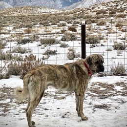 Anatolian Shepherd Dogs from Fyne Acres
