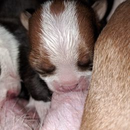 Boston Terrier Puppies from M&Bs Boston Terriers