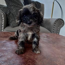 Max - Merle male Cavapoo puppy in Strasburg, Pennsylvania from Still Water Puppies