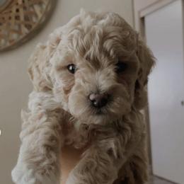 Labradoodles and Maltipoos from Brunosdoodleslv
