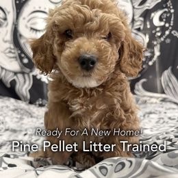 Cooper - Apricot male Poodle puppy in Houston (Rosenberg Area), Texas from Danielle's Poodles