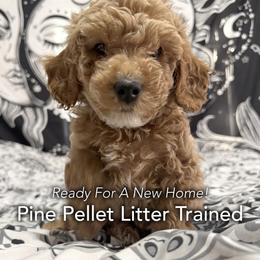 Cooper - Apricot male Poodle puppy in Houston (Rosenberg Area), Texas from Danielle's Poodles