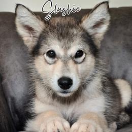 Slushie - Agouti and white female Alaskan Malamute puppy in Brookwood, Alabama from Sunset Malamutes