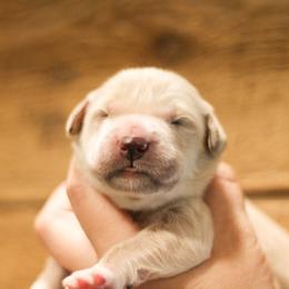 Tootles (White Collar) - Golden male Golden Retriever puppy in Mason, Michigan from Sweet Breeze Acres