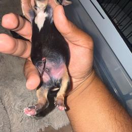 Boy 3 - Black and tan male Yorkshire Terrier puppy in Pomona, California from Lunio's Yorkies
