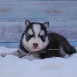Josephine - Black and white female Pomsky puppy in Loxahatchee, Florida from Cardinal Point Pomskies
