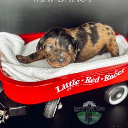 Mr.Darcy - Merle male Goldendoodle puppy in Ocoee, Tennessee from Liberty Creek Farms