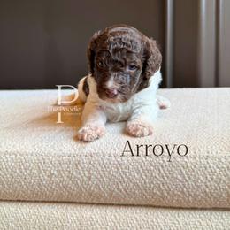 Arroyo - Brown and white male Bernedoodle puppy in Tulsa, Oklahoma from The Poodle Co. Raising Doodles & Poodles