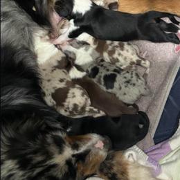 Aussiedoodle and Miniature Australian Shepherd Puppies from Kiely Krest Aussies & Doodles