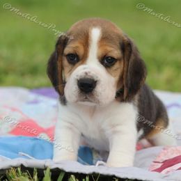 Beagle and Boston Terrier Puppies from Marti Acres ~ Boston Terrier & Beagles
