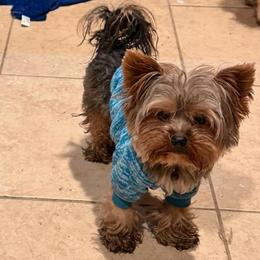 Max - Yorkshire Terrier
