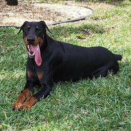 Justin - Doberman Pinscher