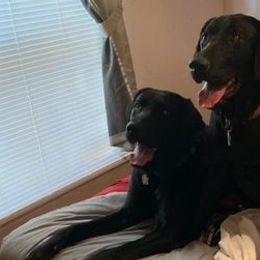 Labrador Retrievers from Elizabeth Bundy's Labrador Retrievers