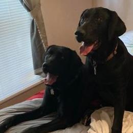 Labrador Retrievers from Elizabeth Bundy's Labrador Retrievers