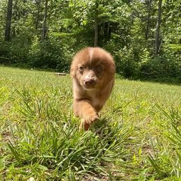 Miniature Australian Shepherd and Toy Australian Shepherd Puppies from Cherry Grove Kennel