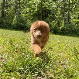 Miniature Australian Shepherd and Toy Australian Shepherd Puppies from Cherry Grove Kennel