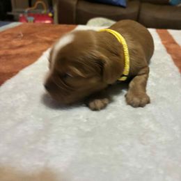 Boy 2 - Ruby male Cavalier King Charles Spaniel puppy in Jacksonville, Florida from Lori Van Doorn's Cavalier King Charles Spaniel