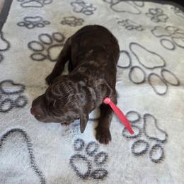 Denali -red collar - Brown female Bernedoodle puppy in Aurora, Colorado from Simply Amazing Doodles