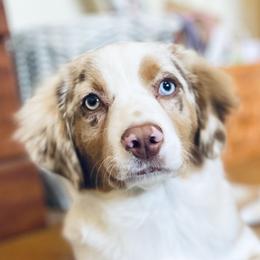 Scout - Miniature Australian Shepherd