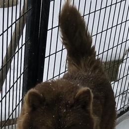 Fiona - Siberian Husky