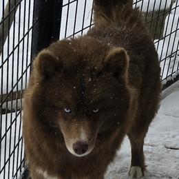 Fiona - Siberian Husky