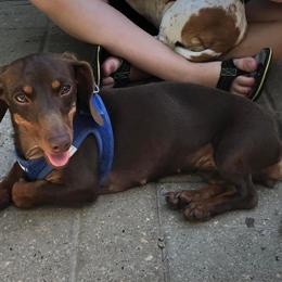 Penny - Dachshund