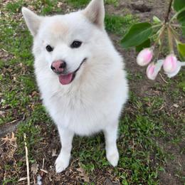 Booboo - Pomsky