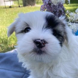 Maizie - Coton de Tulear