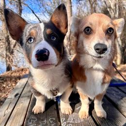 American Corgis and Pembroke Welsh Corgis from Summersville Corgis of Groves Farm