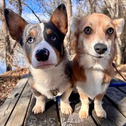 American Corgis and Pembroke Welsh Corgis from Summersville Corgis of Groves Farm