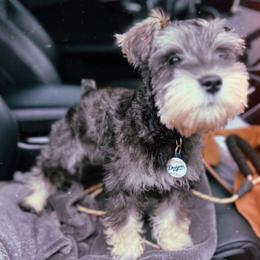 Miniature Schnauzer puppies from Mt. View's Pretty Little Schnauzers
