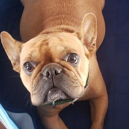 French Bulldogs from J & K Frenchies