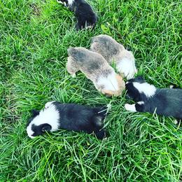 American Corgi, Cardigan Welsh Corgi, and Pembroke Welsh Corgi Puppies from Enok Corgis