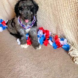 Aussiedoodle, Australian Shepherd, Bernedoodle, Cockapoo, and Poodle Puppies from Sis' Doodles & Poodles