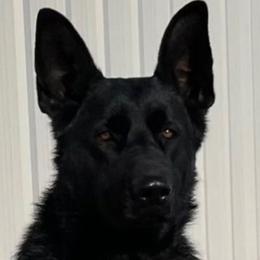 Dakota - German Shepherd
