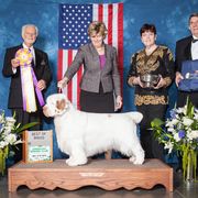 Eli - Clumber Spaniel