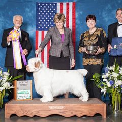 Eli - Clumber Spaniel