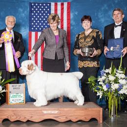 Eli - Clumber Spaniel
