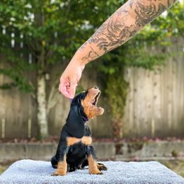 Black and Tan Coonhound Puppies from Toodaloo Coonhounds