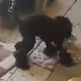 Poodles from Debbie's Standard Poodle Angels