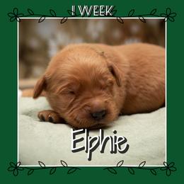 Elphaba (Elphie) - Dark golden female Golden Retriever puppy in Driggs, Idaho from SK Golden Retrievers