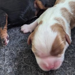 Sparrow - Blenheim Cavalier King Charles Spaniel puppy in Layton, Utah from Shakespeare's Cavaliers