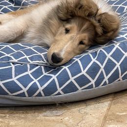 Collie Puppies from Castlebar Collies