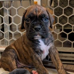 Louie - Brindle male Boxer puppy in Wellington, Ohio from Brinkhaven Boxers