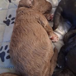 Girl 1 - female Bedlington Terrier puppy in Staten Island, New York from Arkada Sirene Kennel