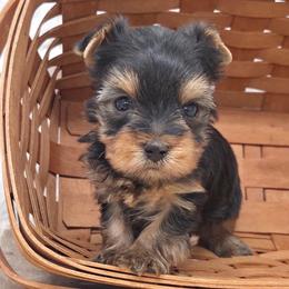 Trick - Blue and gold male Yorkshire Terrier puppy in Monticello, Iowa from Ashley’s Puppies