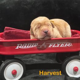 Harvest - Yellow male Labrador Retriever puppy in Tigard, Oregon from Morrison Labrador Retreivers