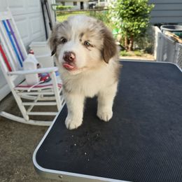 Australian Shepherd Puppies from Starlit Grove Australian Shepherds